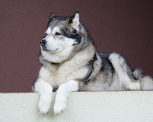 Preview wallpaper alaskan malamute, malamute, dog