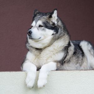 Preview wallpaper alaskan malamute, malamute, dog