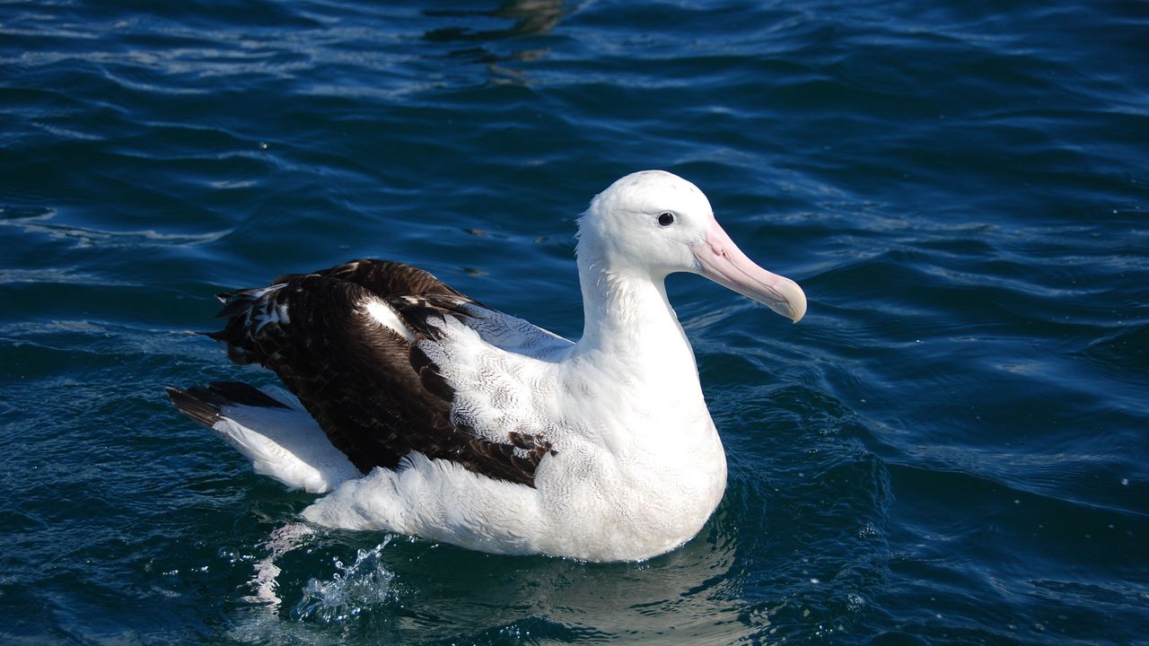 Wallpaper albatross, bird, feathers, sit