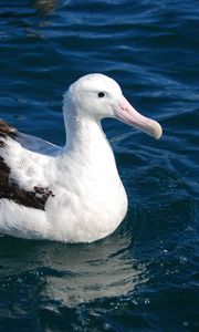 Preview wallpaper albatross, bird, feathers, sit