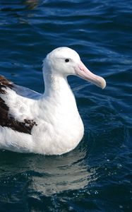 Preview wallpaper albatross, bird, feathers, sit