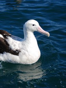 Preview wallpaper albatross, bird, feathers, sit