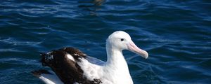 Preview wallpaper albatross, bird, feathers, sit