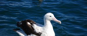 Preview wallpaper albatross, bird, feathers, sit