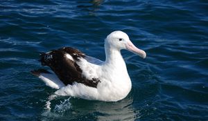 Preview wallpaper albatross, bird, feathers, sit