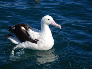 Preview wallpaper albatross, bird, feathers, sit