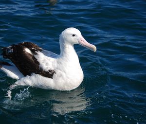 Preview wallpaper albatross, bird, feathers, sit