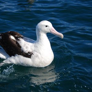 Preview wallpaper albatross, bird, feathers, sit