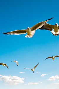 Preview wallpaper albatross, wings, sky, flying, birds, scale, sea gulls