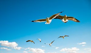 Preview wallpaper albatross, wings, sky, flying, birds, scale, sea gulls
