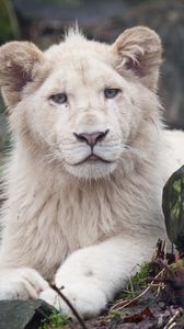 Preview wallpaper albino, lion, white, eyes