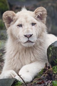 Preview wallpaper albino, lion, white, eyes