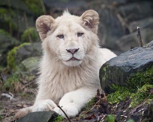 Preview wallpaper albino, lion, white, eyes