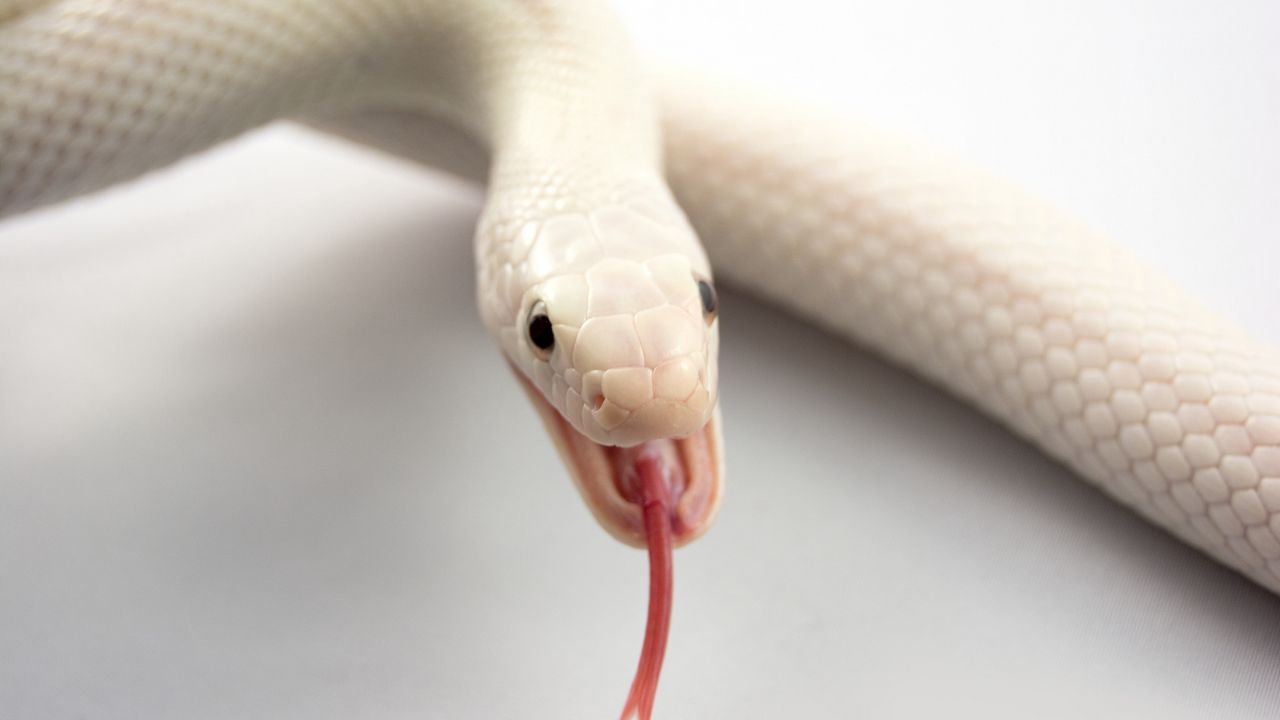 Wallpaper albino, snake, tongue, mouth