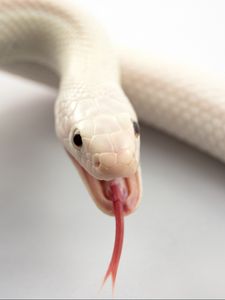 Preview wallpaper albino, snake, tongue, mouth