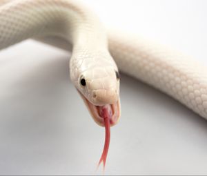 Preview wallpaper albino, snake, tongue, mouth