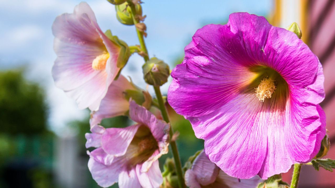 Wallpaper alcea, flowers, petals, macro, stem, blur hd, picture, image