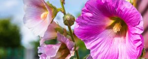 Preview wallpaper alcea, flowers, petals, macro, stem, blur