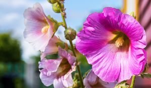 Preview wallpaper alcea, flowers, petals, macro, stem, blur