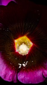 Preview wallpaper alcea rosea, flower, macro, pollen, purple