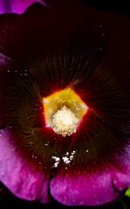 Preview wallpaper alcea rosea, flower, macro, pollen, purple