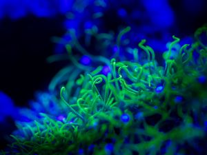 Preview wallpaper algae, macro, water, underwater