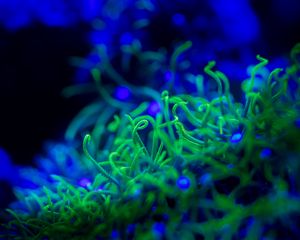 Preview wallpaper algae, macro, water, underwater