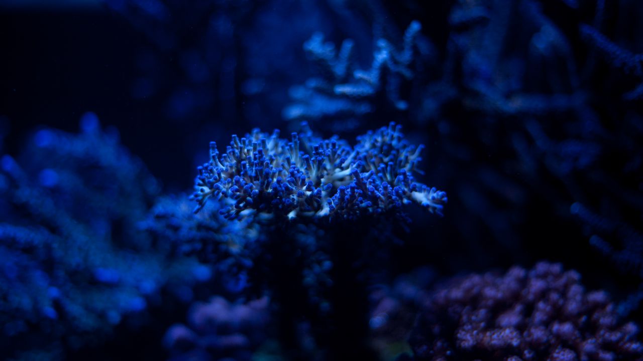 Wallpaper algae, plant, blue, underwater, depth