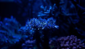 Preview wallpaper algae, plant, blue, underwater, depth