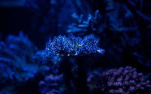 Preview wallpaper algae, plant, blue, underwater, depth