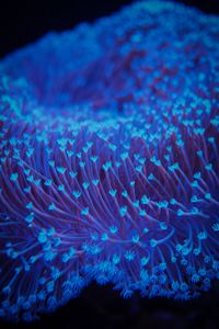 Preview wallpaper algae, underwater, blur, blue