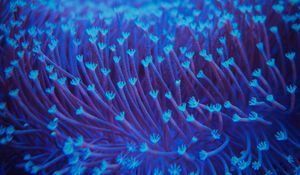 Preview wallpaper algae, underwater, blur, blue