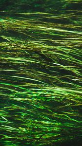 Preview wallpaper algae, water, distortion, glare