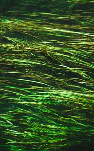 Preview wallpaper algae, water, distortion, glare