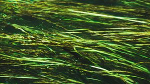 Preview wallpaper algae, water, distortion, glare