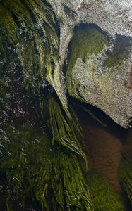 Preview wallpaper algae, water, glare, waves, wavy