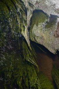 Preview wallpaper algae, water, glare, waves, wavy