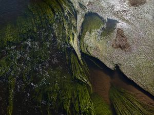 Preview wallpaper algae, water, glare, waves, wavy