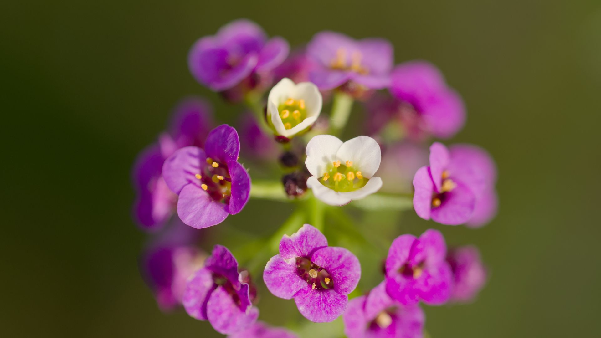 Download wallpaper 1920x1080 алиссум, цветы, фиолетовый, размытие ...