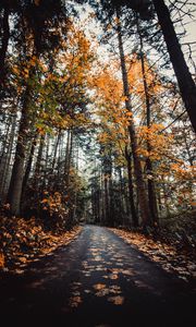 Preview wallpaper alley, autumn, road, trees