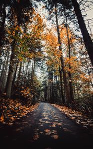 Preview wallpaper alley, autumn, road, trees