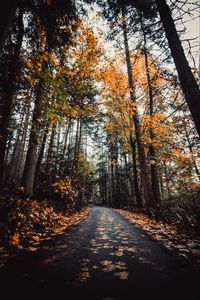 Preview wallpaper alley, autumn, road, trees