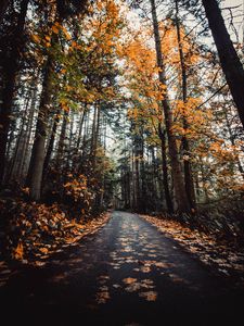 Preview wallpaper alley, autumn, road, trees