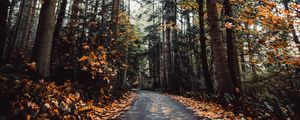 Preview wallpaper alley, autumn, road, trees