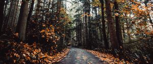 Preview wallpaper alley, autumn, road, trees