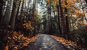 Preview wallpaper alley, autumn, road, trees