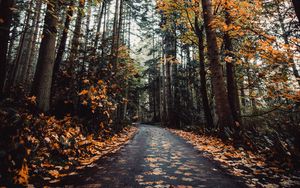 Preview wallpaper alley, autumn, road, trees