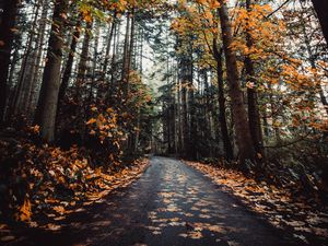 Preview wallpaper alley, autumn, road, trees