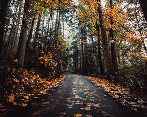 Preview wallpaper alley, autumn, road, trees