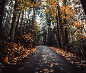 Preview wallpaper alley, autumn, road, trees